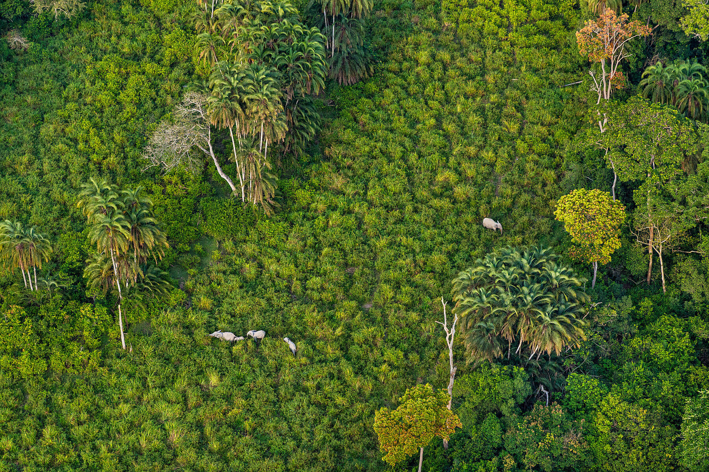 Forest Giants