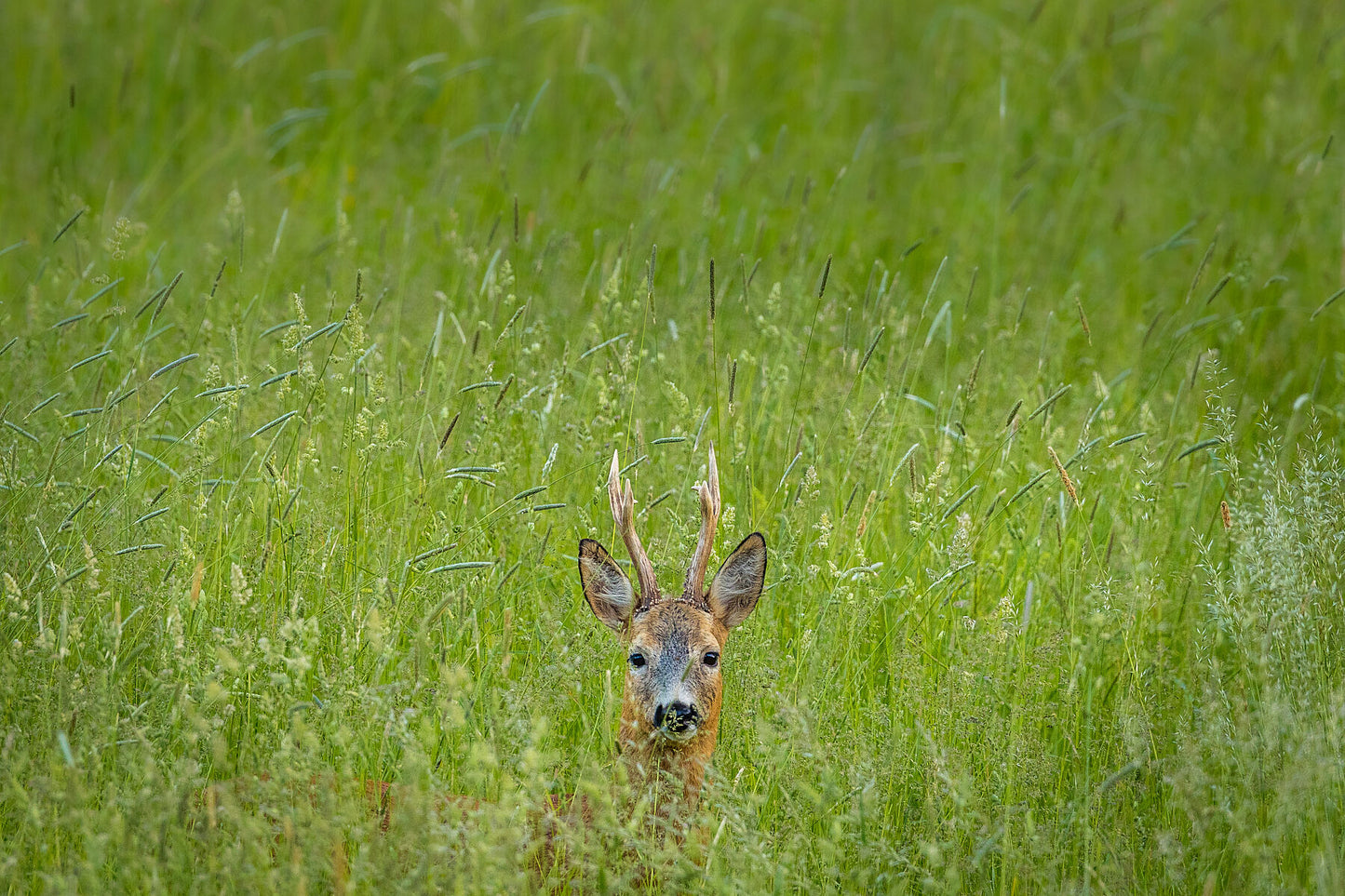 Doe Delight