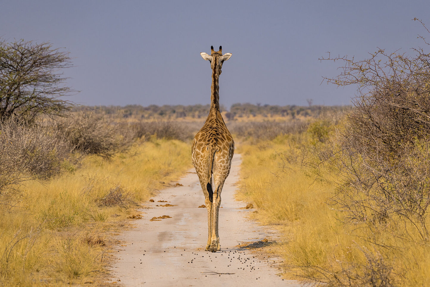 Walking Away #2