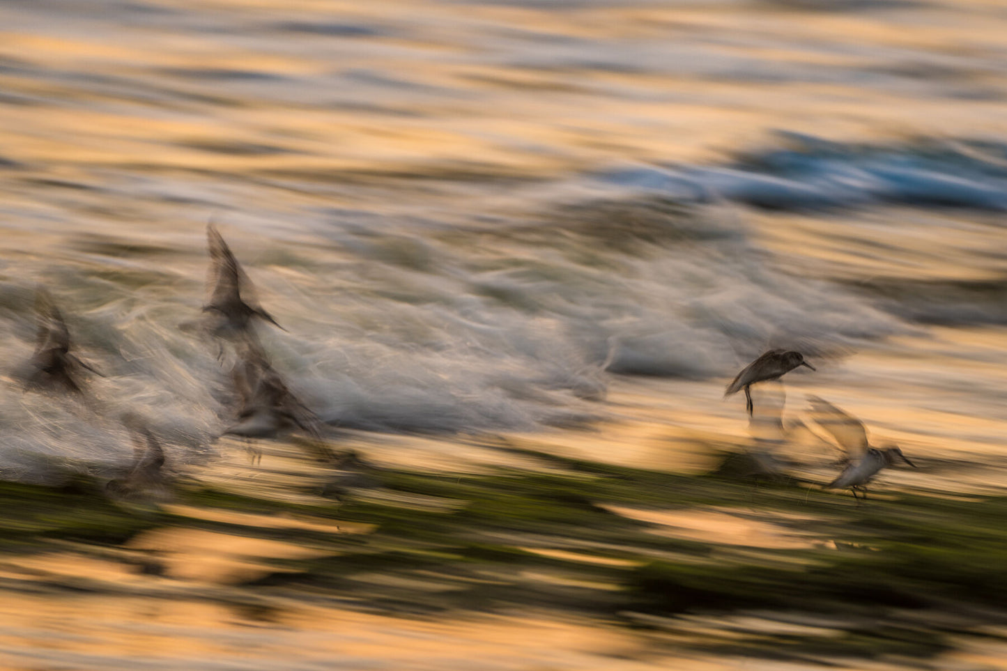 Beach Birds