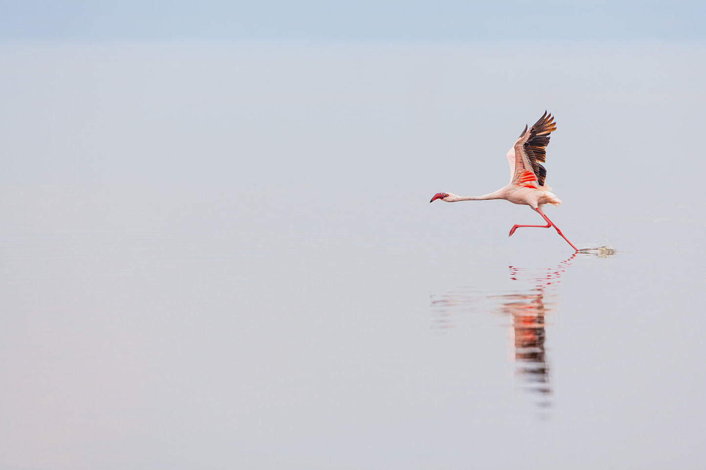 Water Dancer
