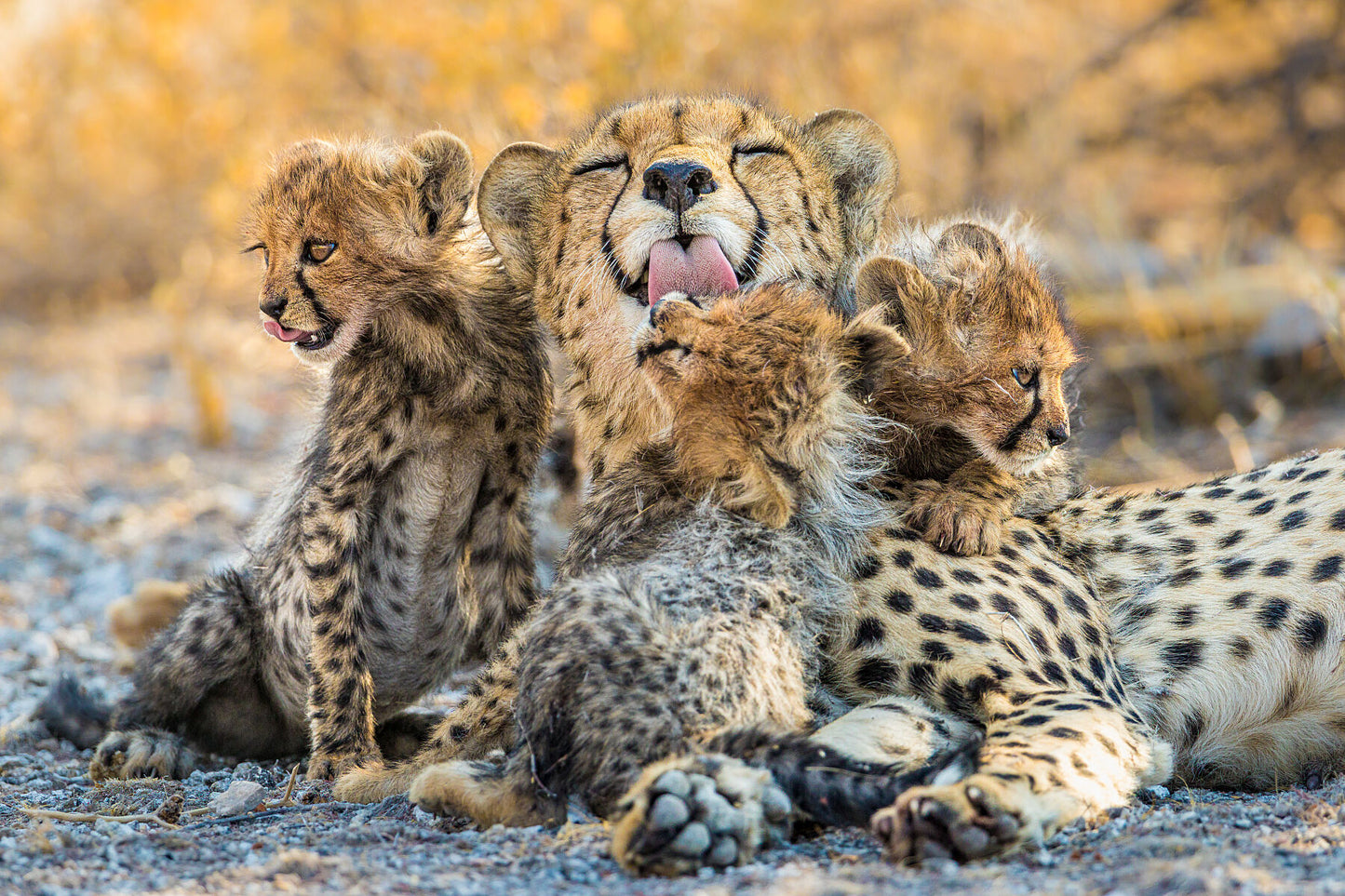 Grooming Time