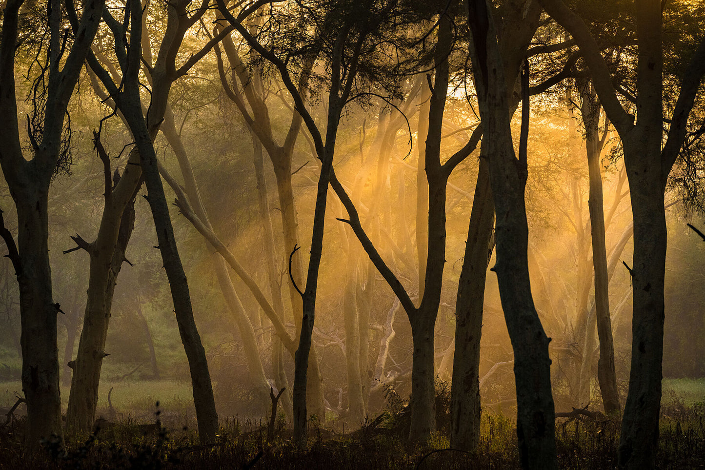 Fever Forest
