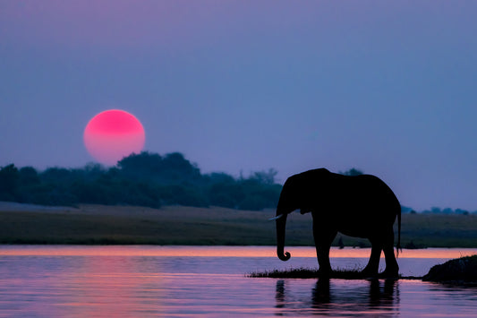 Chobe Sunset #2