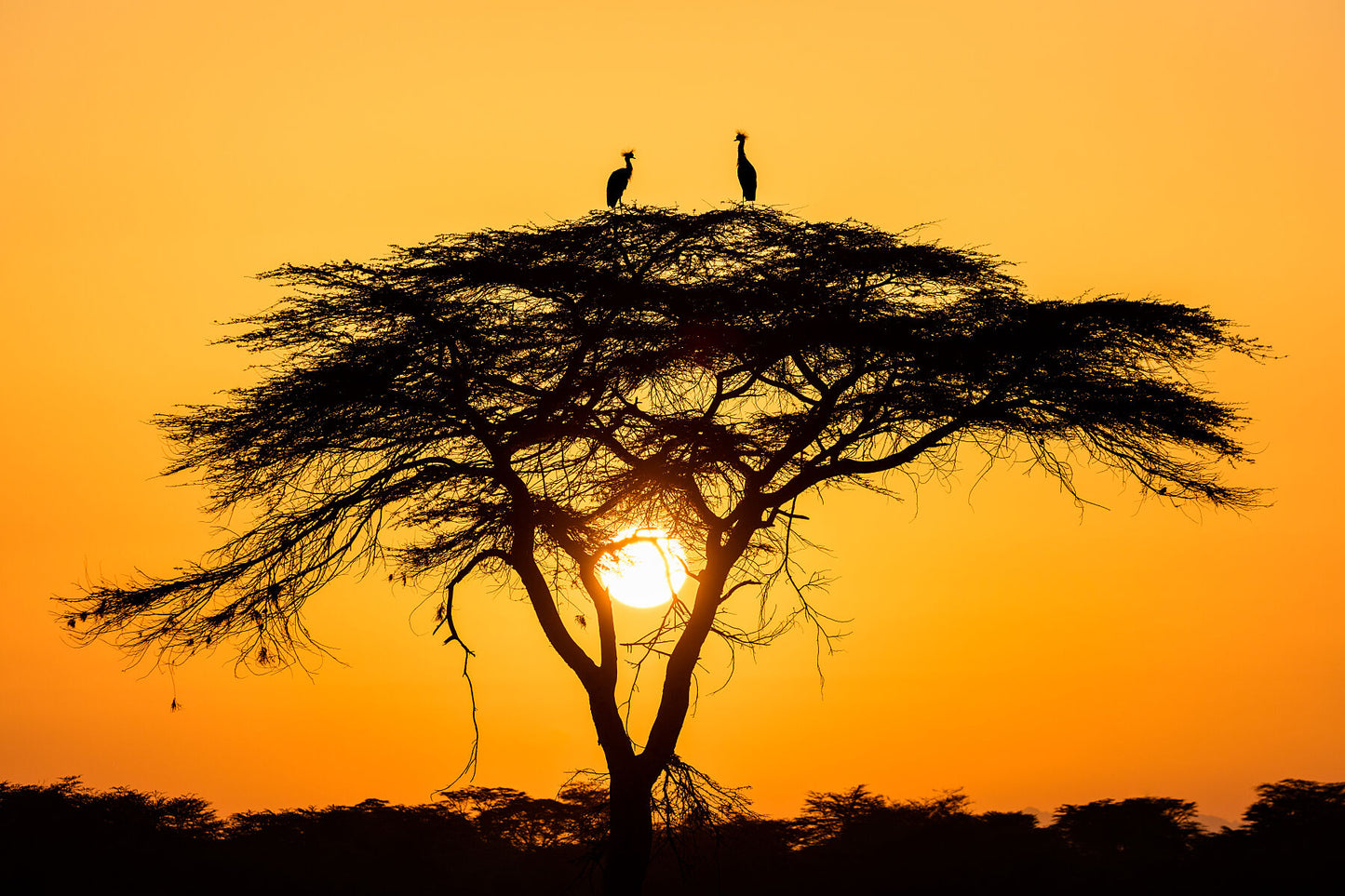 Crested Cranes