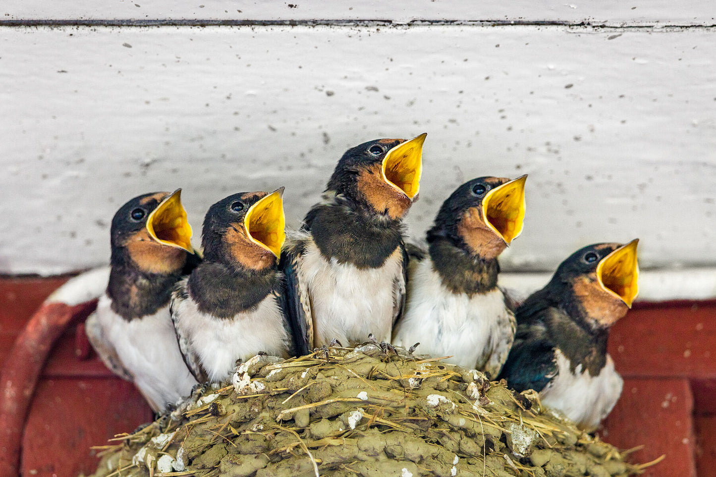 Family of Five