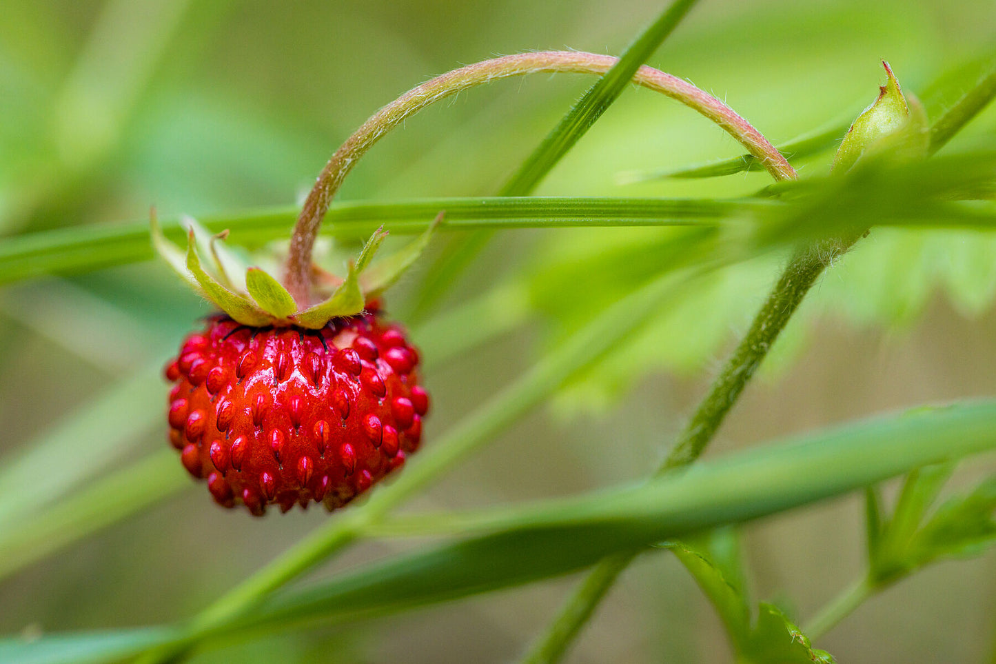 Berry Burst