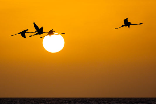 Flight of the Flamingo