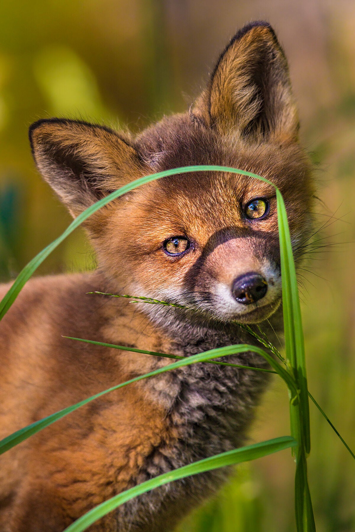 Foxy Neighbours