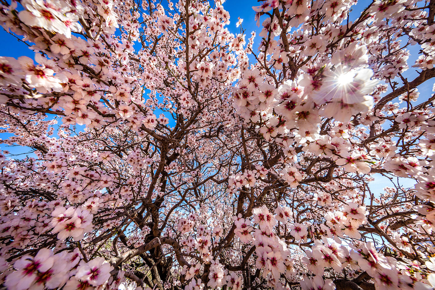 Blossoms