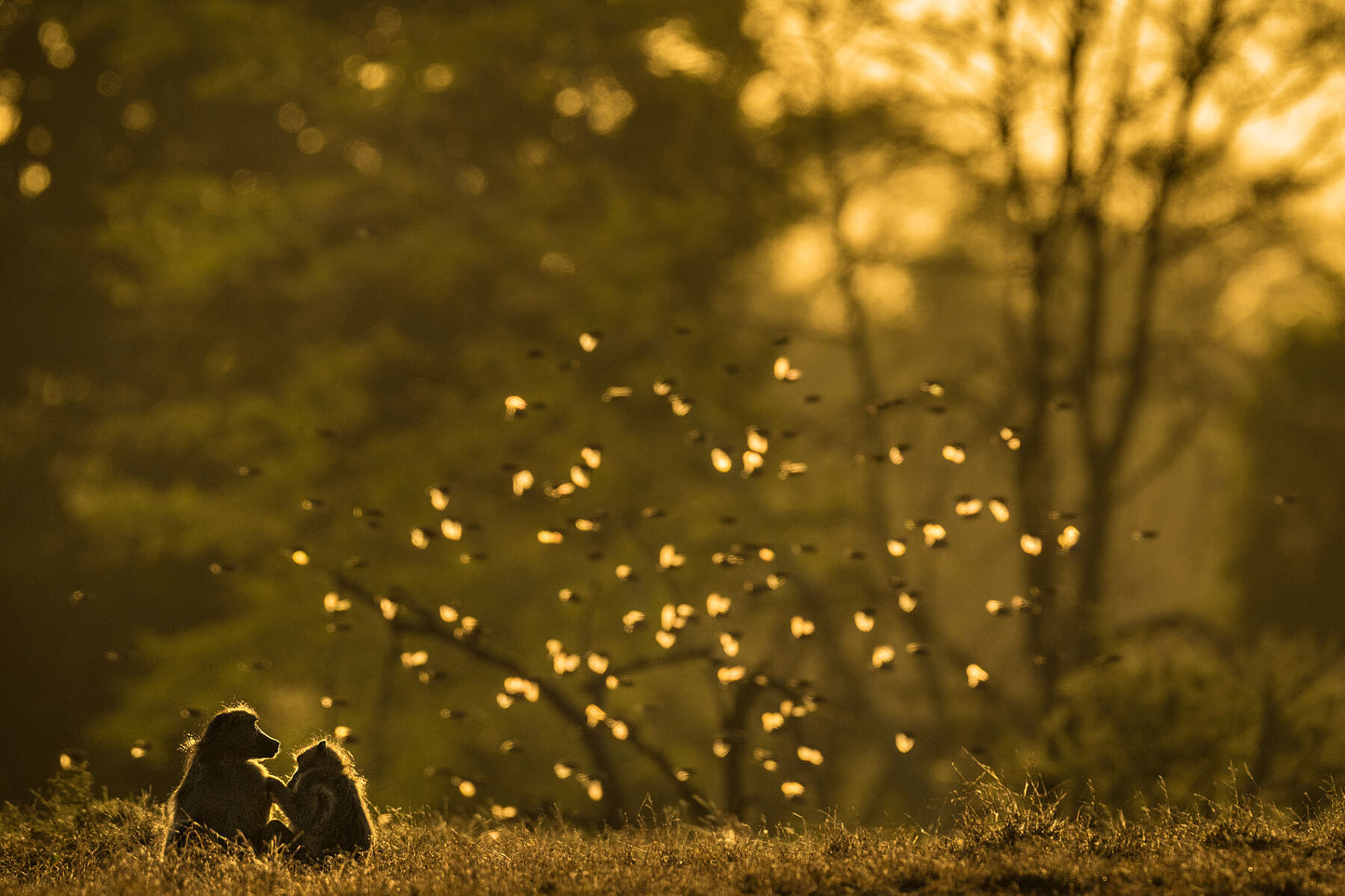 Fluttering Wings